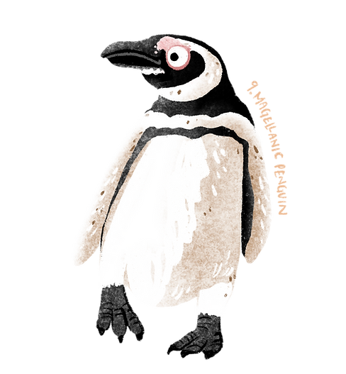 Magellanic Penguin