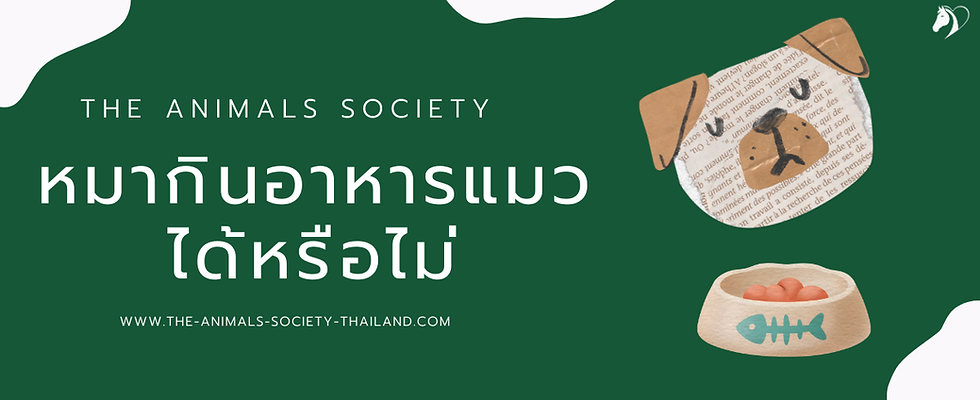 หมากินอาหารแมวได้ไหม ระวังผลกระทบสุขภาพน้องมากกว่าที่คุณคิด