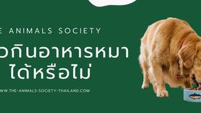 หมากินอาหารแมวได้ไหม