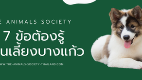 หมาพันธุ์บางแก้ว