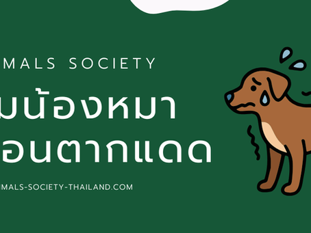 ทำไมหมาชอบตากแดด