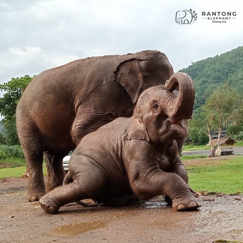 Rantong Elephant Centre in Thailand