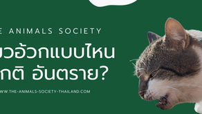 ทำไมแมวถึงอาเจียนอาหารบ่อย