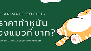 ทำหมันแมวราคาเท่าไหร่