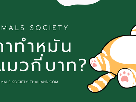 ทำหมันแมวราคาเท่าไหร่
