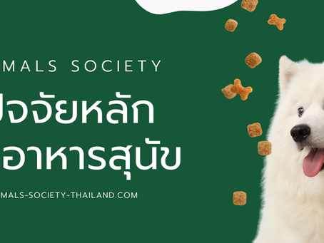 การเลือกอาหารสุนัข อาหารหมา
