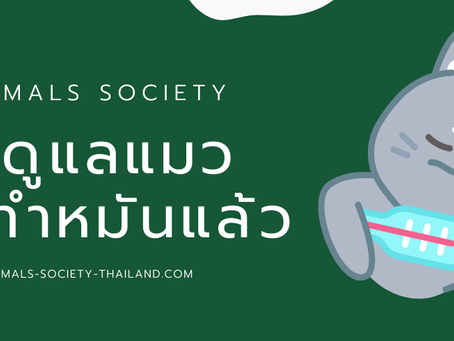 วิธีดูแลแมวหลังทำหมัน