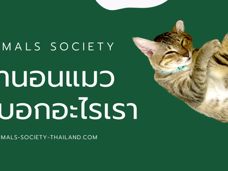 ท่านอนแมว