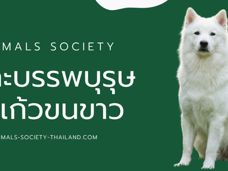 ทำไมหมาพันธุ์บางแก้วถึงมีสีขาวล้วน