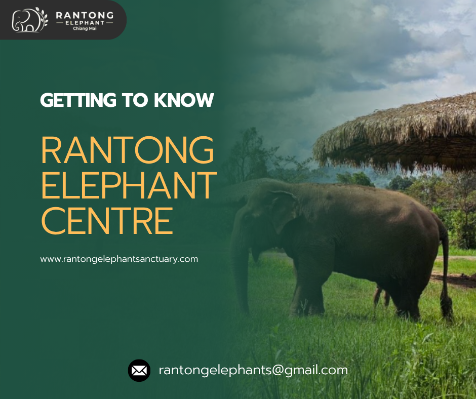 Getting to Know Rantong Elephant Centre A Mission of Love, Rescue, and Ethical Care