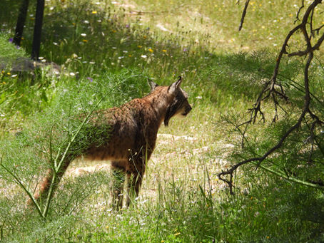 ¿Cómo se comporta el lince ibérico en cada estación del año?