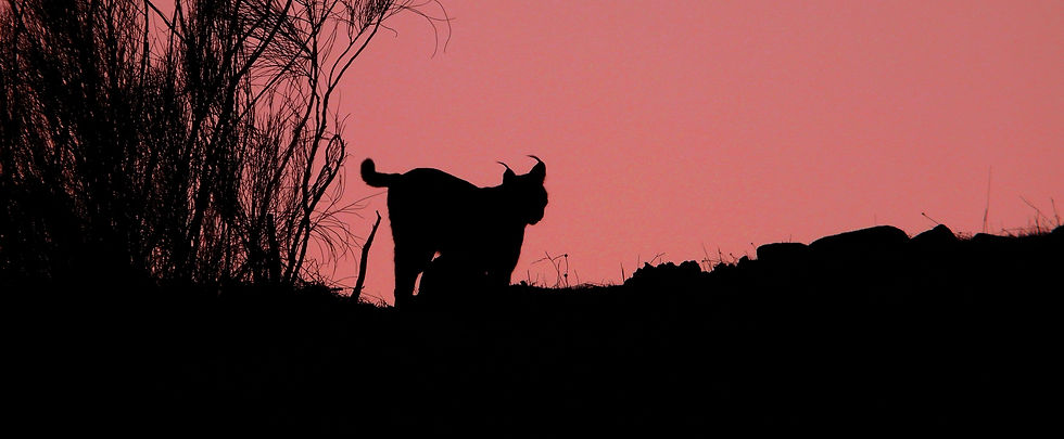 Lince silueta portada.jpg