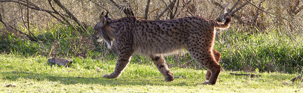 Lince ibérico