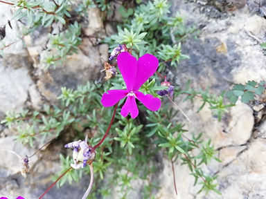 Viola cazorlensis