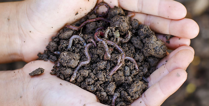 vermicompost.jpg