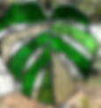 Stained Glass Monstera Suncatcher