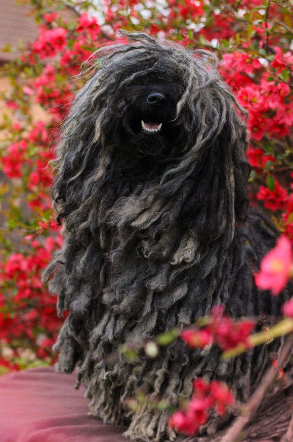 Luca