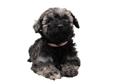 Puli puppy
