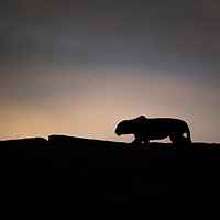 wildlife photography, jawai, bera, leopards, from, safari