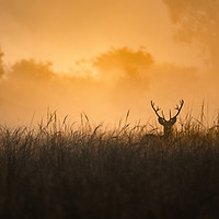 wildlife photography, kanha national park, from, images, tiger, barasingha, safari
