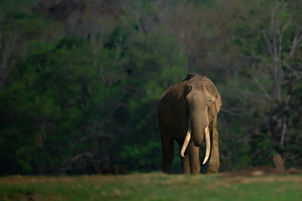 Tusker from Kabini_edited.jpg