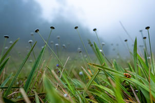 Resplendent Bush frog