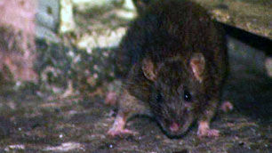 rats
