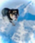 Bulldog Chanel playing in the snow