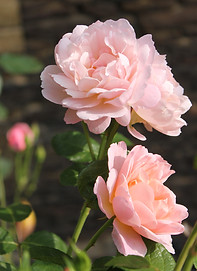 LQ Creativity - Postcard - Queen Mother roses on a summer morning