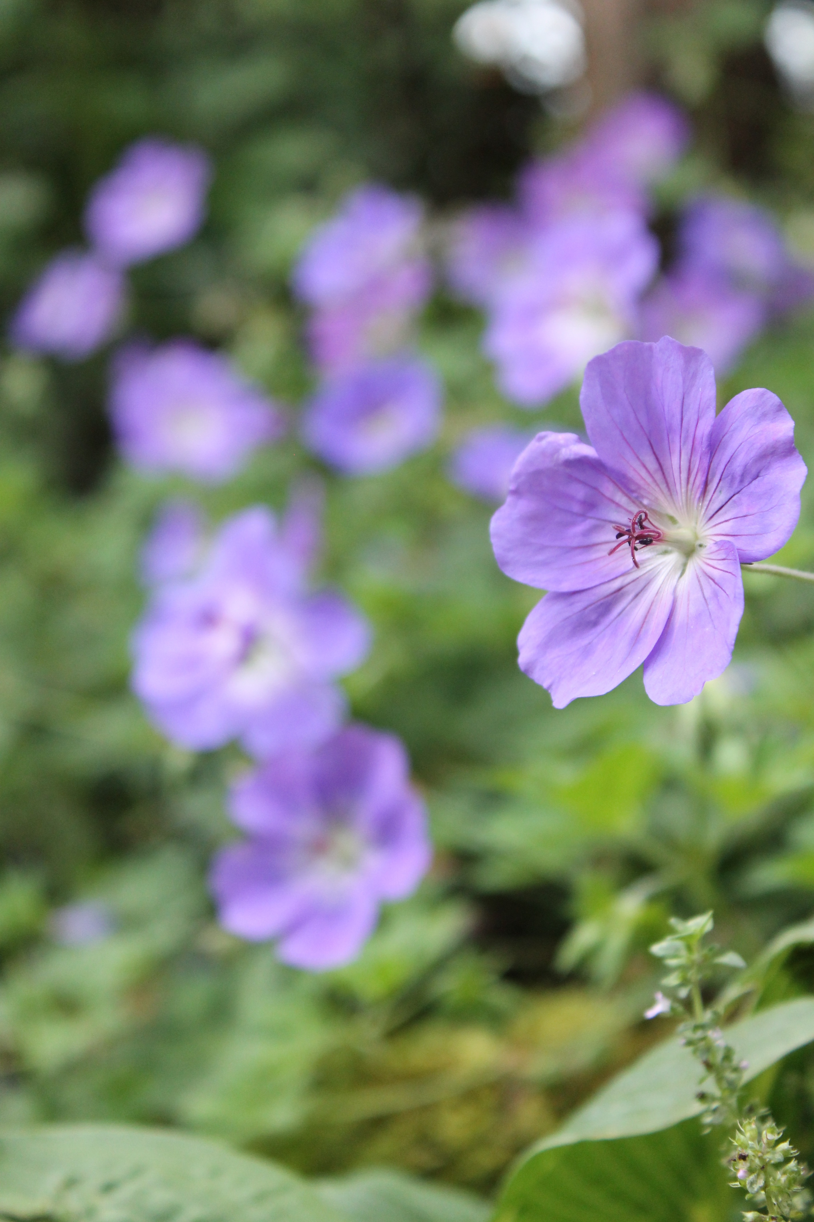 Geranium - Postcard