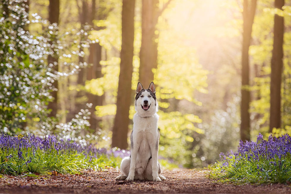 When a Husky Finds You: The Spiritual Meaning Behind a Rescue