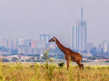 Unlock Your Kenyan Adventure with Kenya Airways and Visa Deals