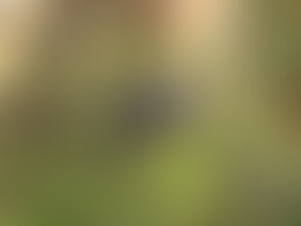 Fly Air Nature & Earn Your Wings with Canopy Tours' Deals