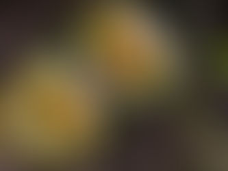 Indulge in New Vegan Dishes This Veganuary at Four Seasons Resort Dubai