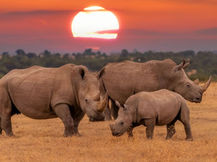 Bothongo Nature Reserve Unveils Sunset Safari Game Drives