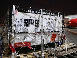 Kenya Airways and Born Free Airlift King to Safer Sanctuary