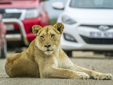 Bothongo Rhino & Lion Nature Reserve Offers Perfect Start to 2026