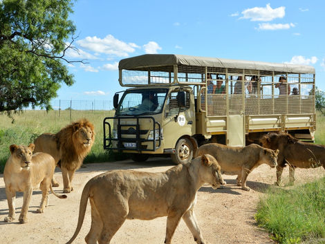 Guided Safari vs Self-Drive: Which Experience Is Right for You?
