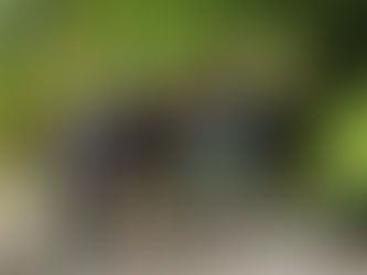 Belize's best meet at Cave Branch