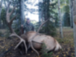 bull elk hunt