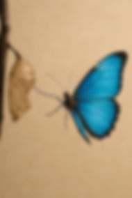 Chrysalide
