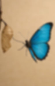Chrysalide et papillon