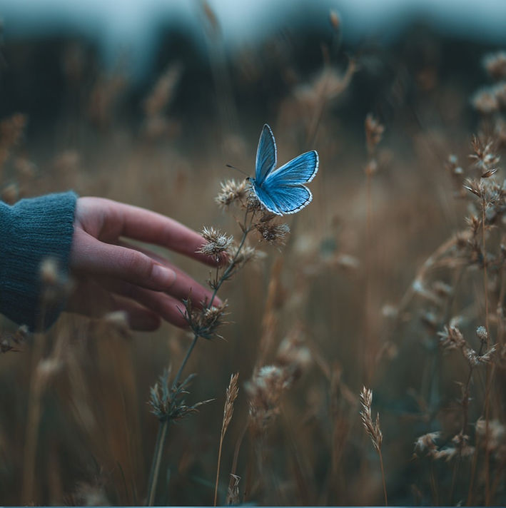 Papillon dans un champ — Livre Blanc de Krysalia l'effet papillon