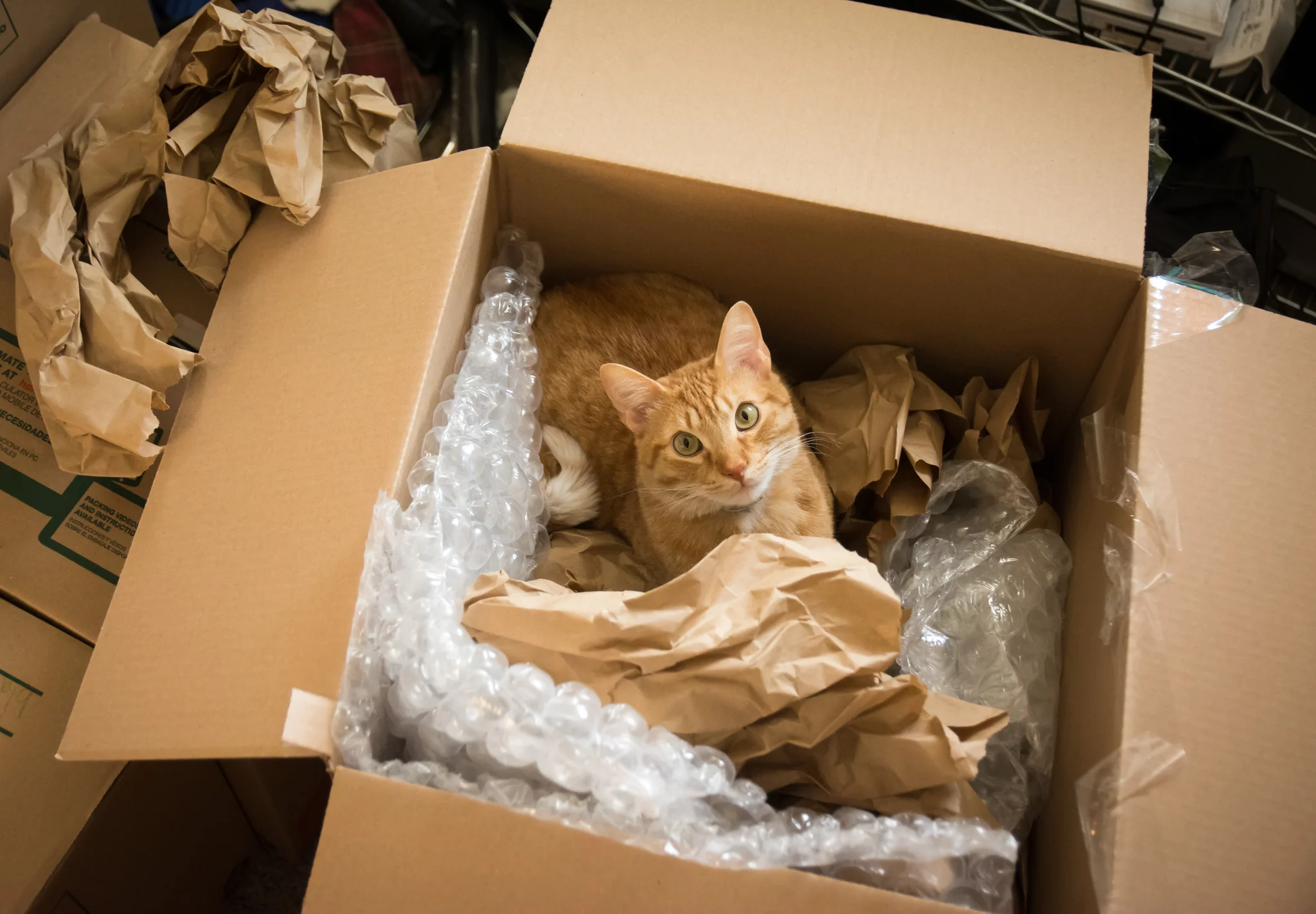 Cat in moving box.webp