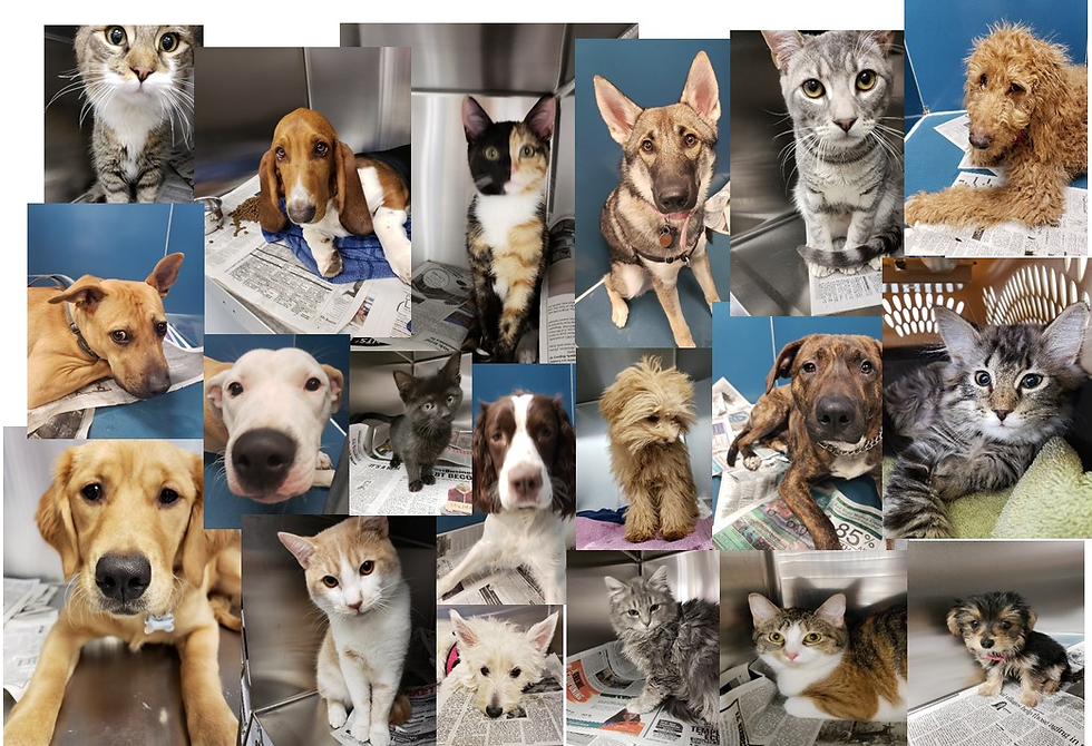 All Animals.png