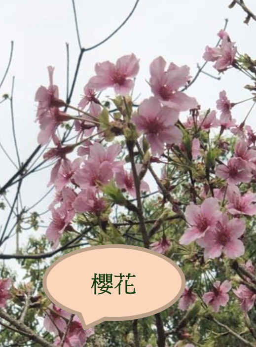 順元山寺---典範保護區23-4.jpg