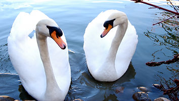 swanstooneanother1.JPG