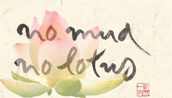 no mud no lotus largelotus
