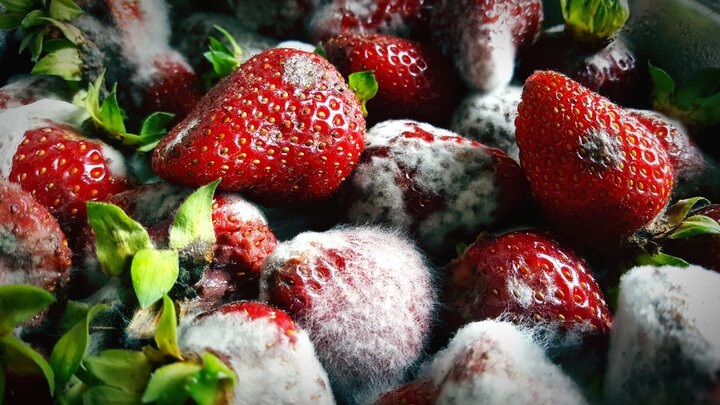moldy summer berries, yuck!