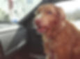 Tucker